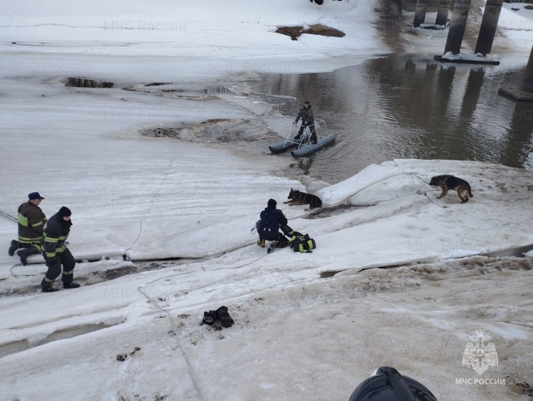 Спасатели Подмосковья вытащили двух собак из полыньи